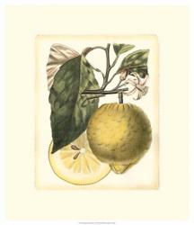 French Lemon Study I | Obraz na stenu