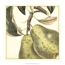 Graphic Pear | Obraz na stenu