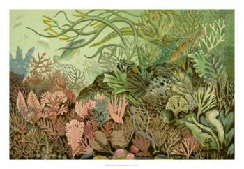 Seaweed Panorama | Obraz na stenu