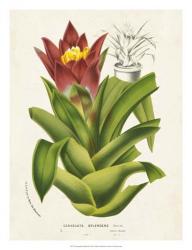 Tropical Bromeliad II | Obraz na stenu