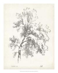 Ash Tree Study | Obraz na stenu