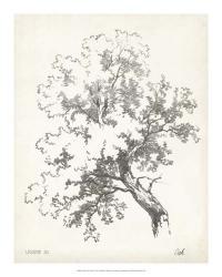 Oak Tree Study | Obraz na stenu