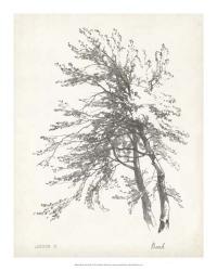 Beech Tree Study | Obraz na stenu