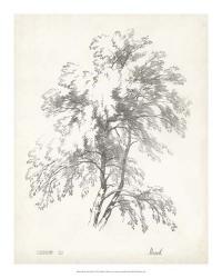 Birch Tree Study | Obraz na stenu