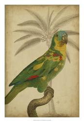 Parrot and Palm II | Obraz na stenu