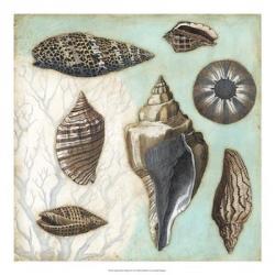 Antique Shell Collage II | Obraz na stenu