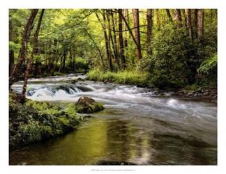 Sunlight on Jake's Creek I | Obraz na stenu