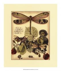 Whimsical Dragonflies II | Obraz na stenu