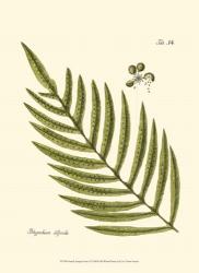 Small Antique Fern I | Obraz na stenu