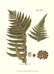 Small Antique Fern III | Obraz na stenu