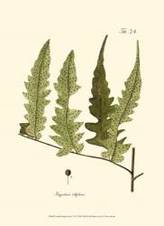 Small Antique Fern VII | Obraz na stenu