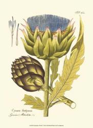 Artichoke, Pl. 462 | Obraz na stenu