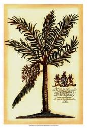 British Colonial Palm II | Obraz na stenu