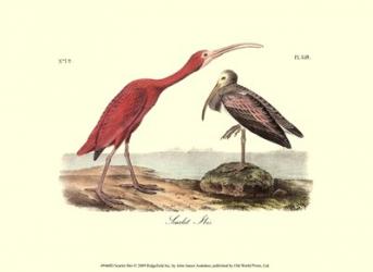 Scarlet Ibis | Obraz na stenu