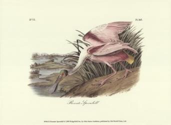 Roseate Spoonbill | Obraz na stenu