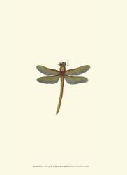 Miniature Dragonfly II | Obraz na stenu