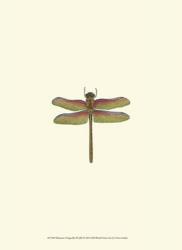 Miniature Dragonfly III | Obraz na stenu