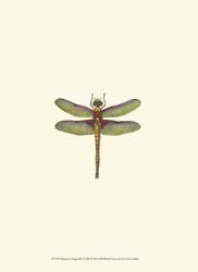 Miniature Dragonfly IV | Obraz na stenu