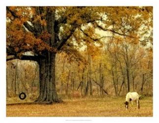 Lone Horse Grazing | Obraz na stenu