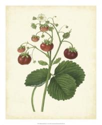 Plantation Strawberries I | Obraz na stenu