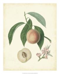 Plantation Peaches I | Obraz na stenu