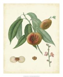 Plantation Peaches II | Obraz na stenu