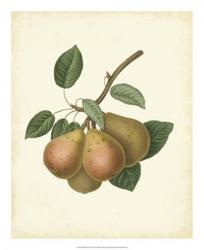 Plantation Pears I | Obraz na stenu