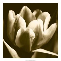 Sepia Tulip I | Obraz na stenu