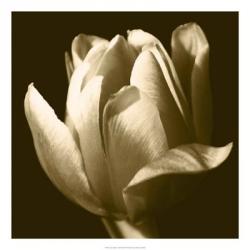 Sepia Tulip II | Obraz na stenu