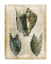 Antiquarian Seashells I | Obraz na stenu