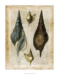 Antiquarian Seashells II | Obraz na stenu