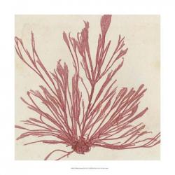 Brilliant Seaweed IX | Obraz na stenu