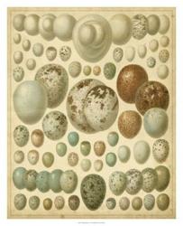 Vintage Bird Eggs I | Obraz na stenu