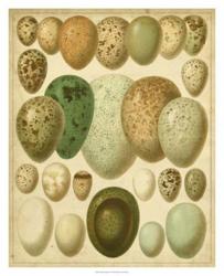 Vintage Bird Eggs II | Obraz na stenu