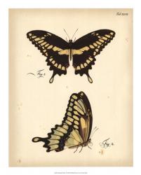 Butterfly Profile I | Obraz na stenu
