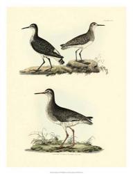 Selby Sandpipers II | Obraz na stenu