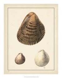 Antique Diderot Shells II | Obraz na stenu