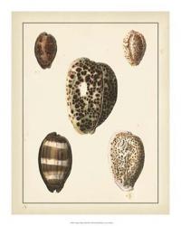 Antique Diderot Shells III | Obraz na stenu