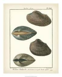 Arche Shells, Pl.306 | Obraz na stenu