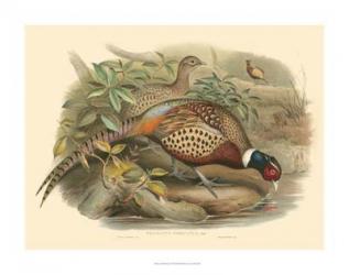 Gould Pheasants I | Obraz na stenu