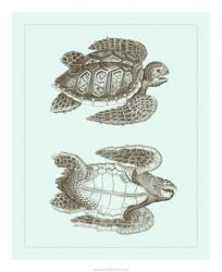 Loggerhead Turtles I | Obraz na stenu