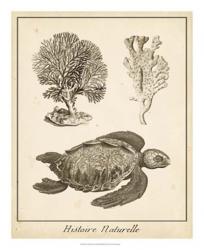 Sea Turtle Study I | Obraz na stenu