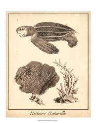 Sea Turtle Study II | Obraz na stenu