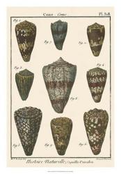 Cone Shell pl. 318 | Obraz na stenu