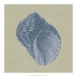 Chambray Shells III | Obraz na stenu