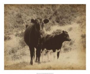 Lone Star Cows I | Obraz na stenu