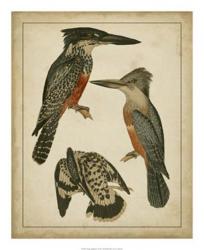 Vintage Kingfishers I | Obraz na stenu