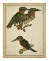 Vintage Kingfishers III | Obraz na stenu