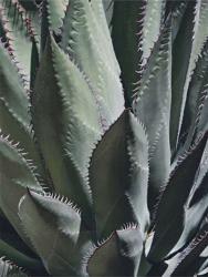 Agave II | Obraz na stenu