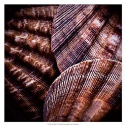 Macro Shells V | Obraz na stenu